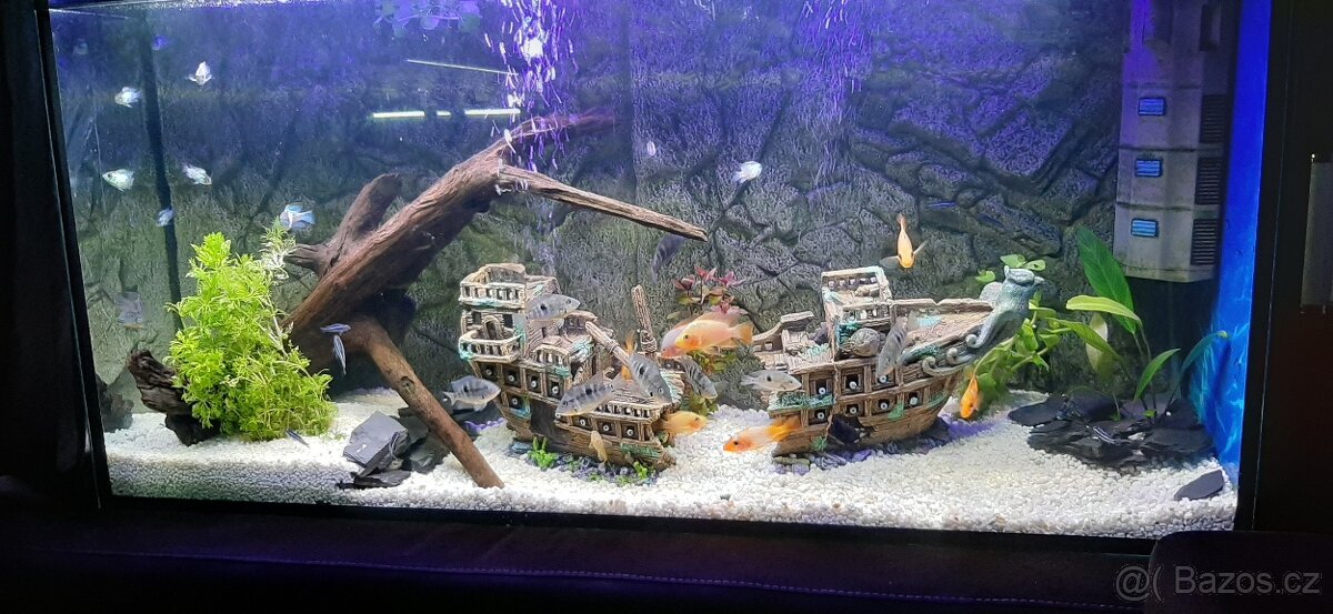 Vybavené akvarium