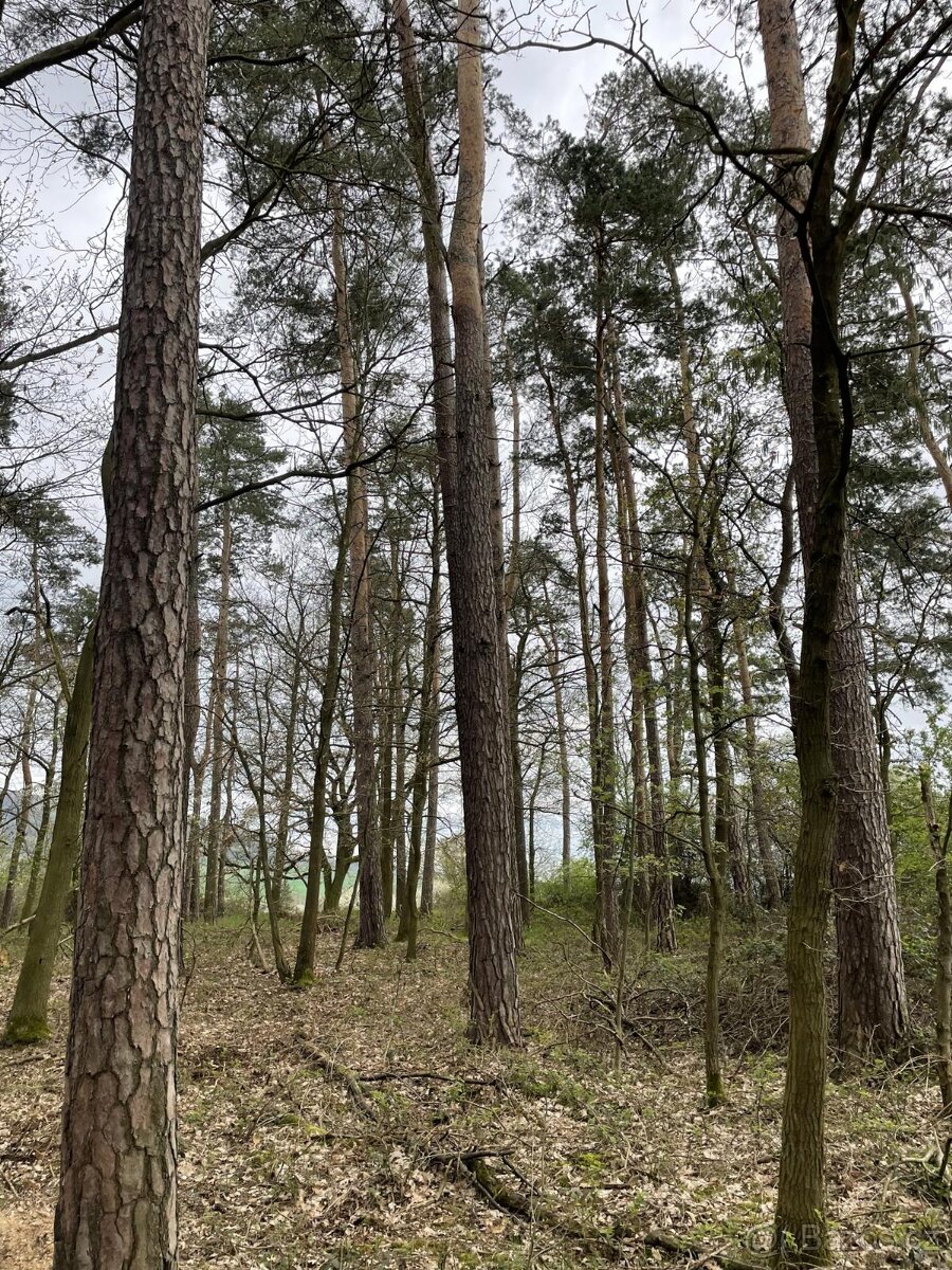 Prodám lesní pozemky v k.ú. Hradiště u Domažlic