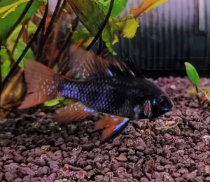 KOUPÍM VAŠE AKVARIJNÍ RYBY