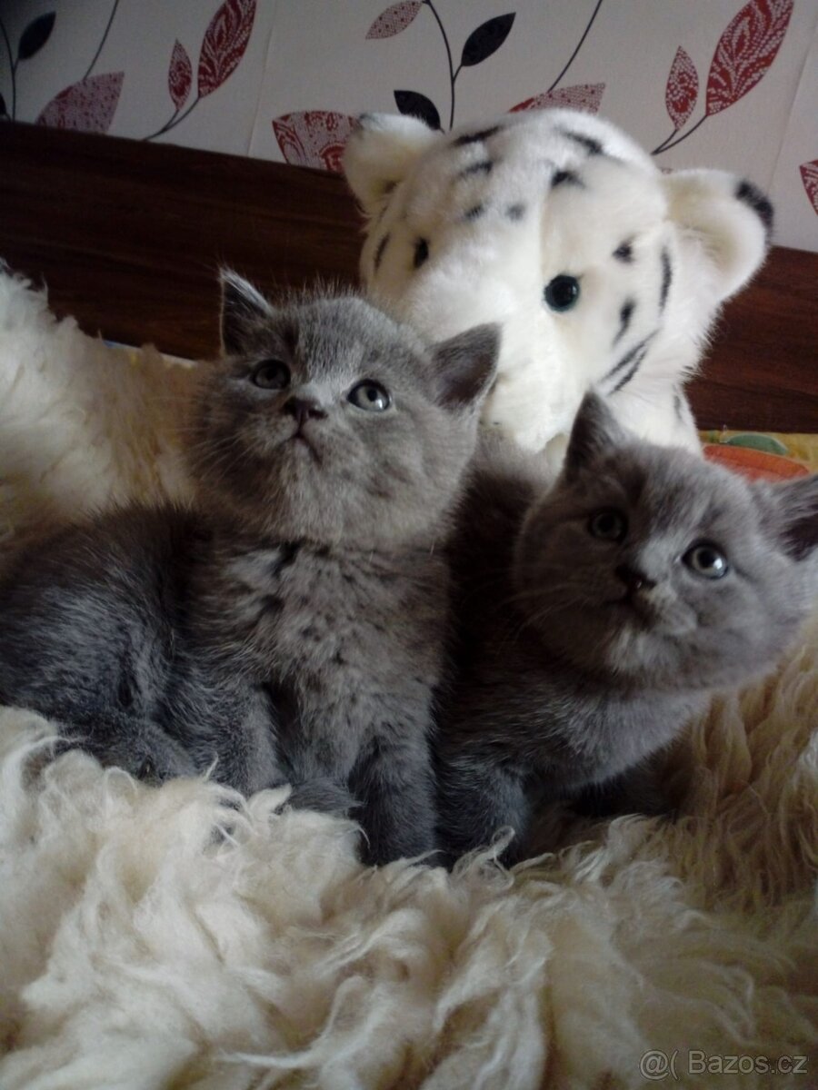 Britská modrá- koťátka,ihned na odběr