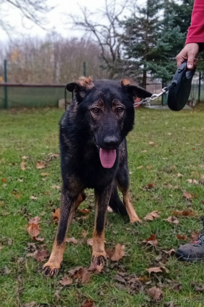 Německý ovčák s PP