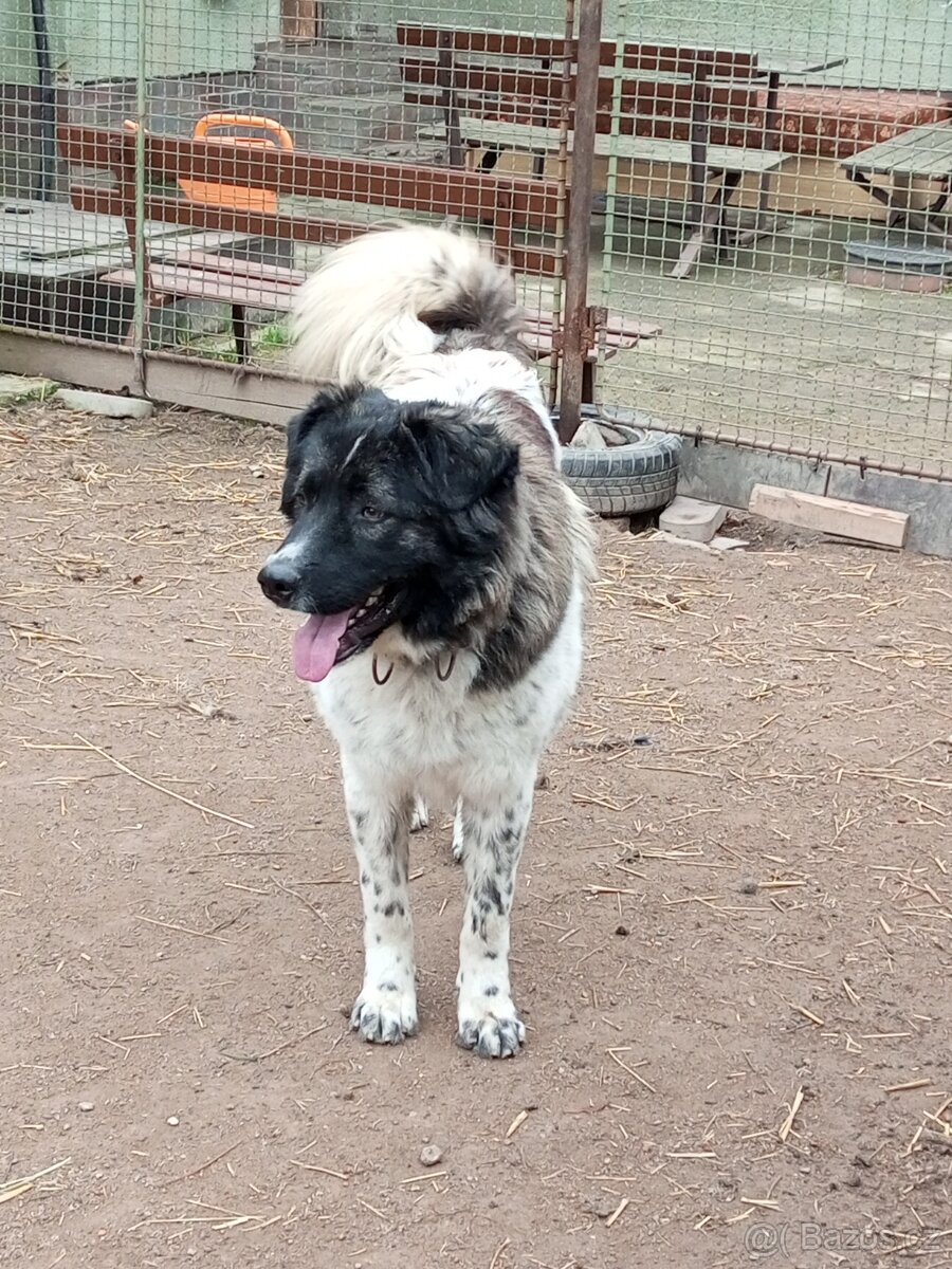 Kavkazský pastevecký pes kříženec