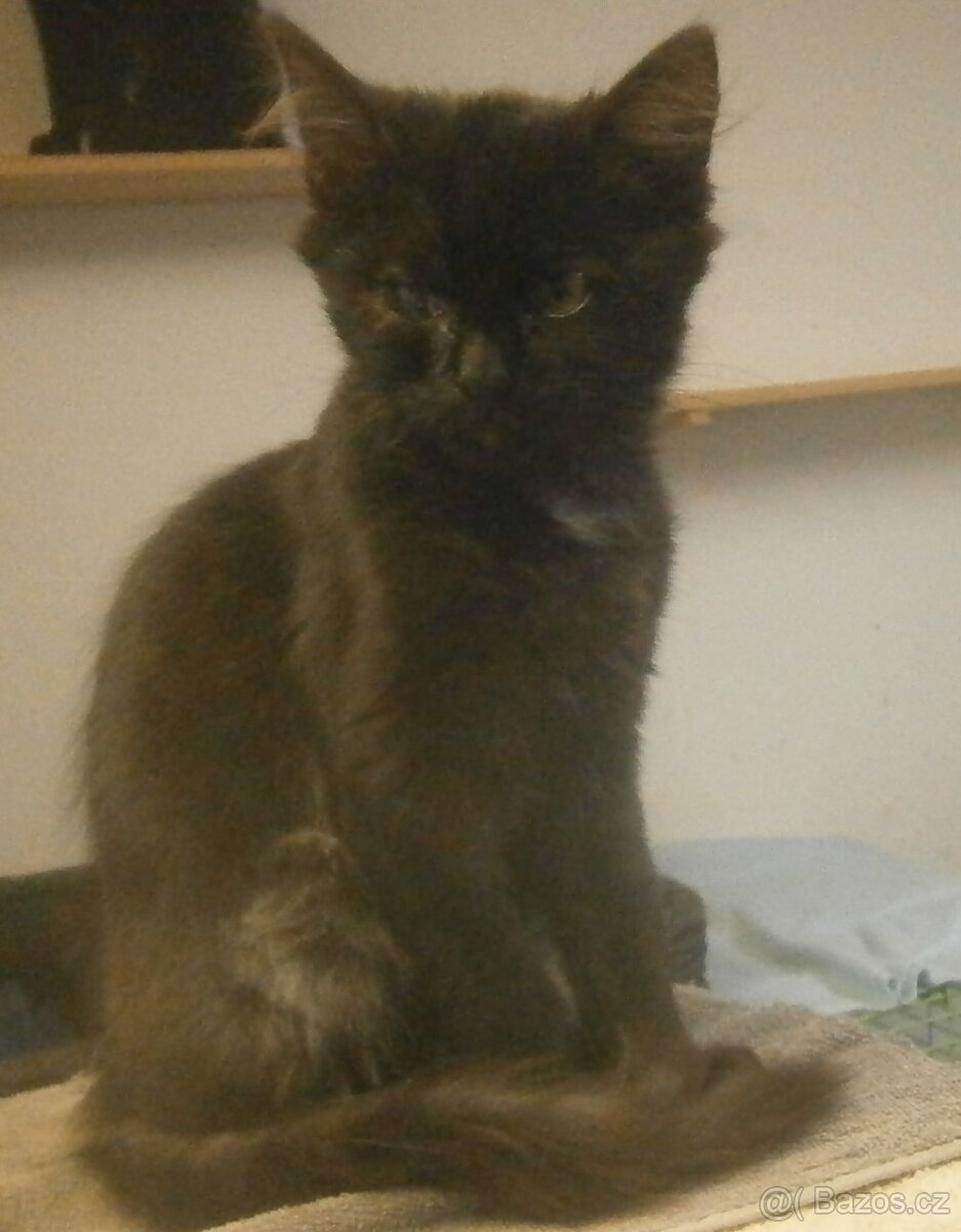 Černý 3měsíční kocourek Šimon