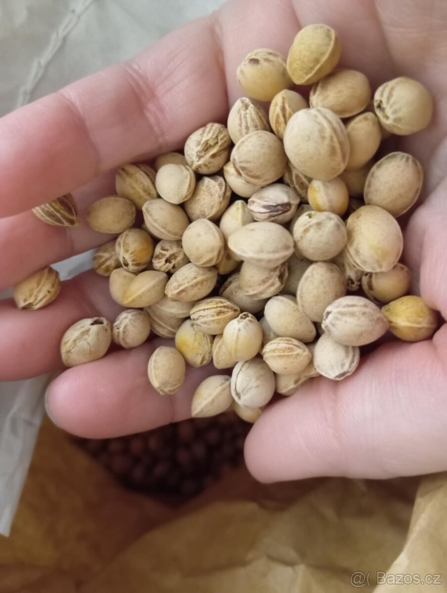 třešnové pecky 4,7kg