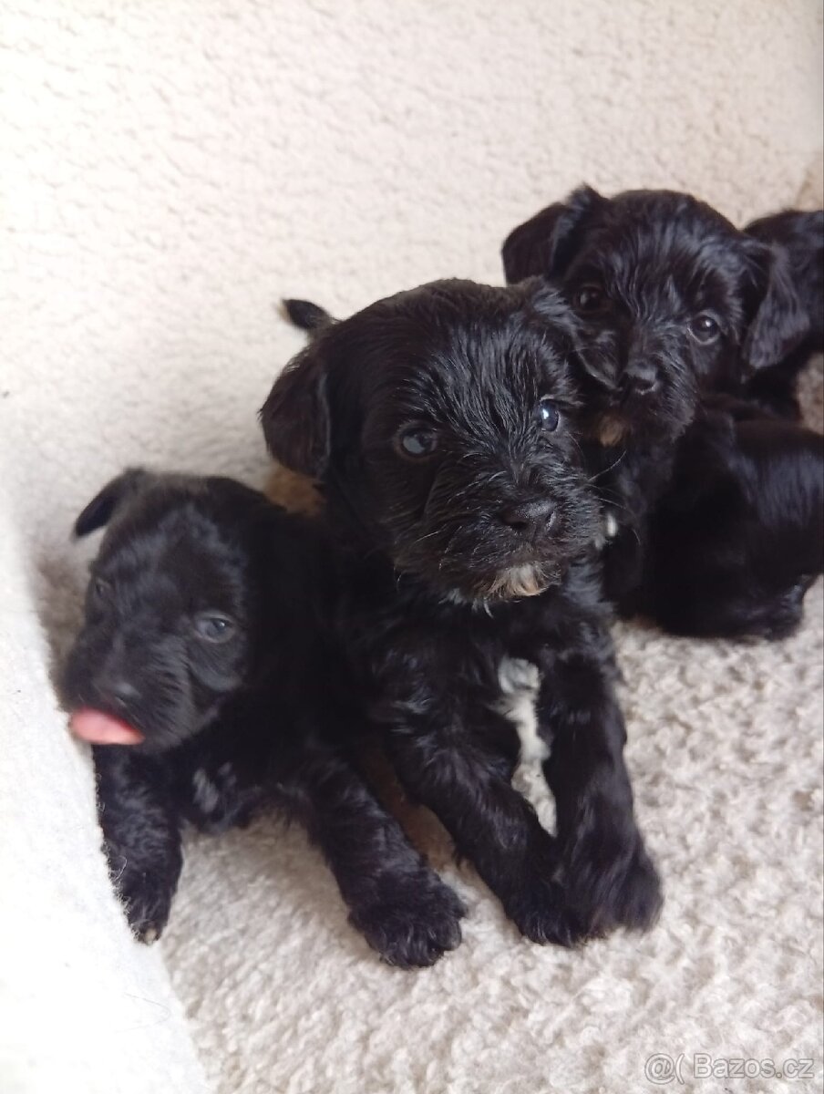 Štěňátka Yorkiepoo