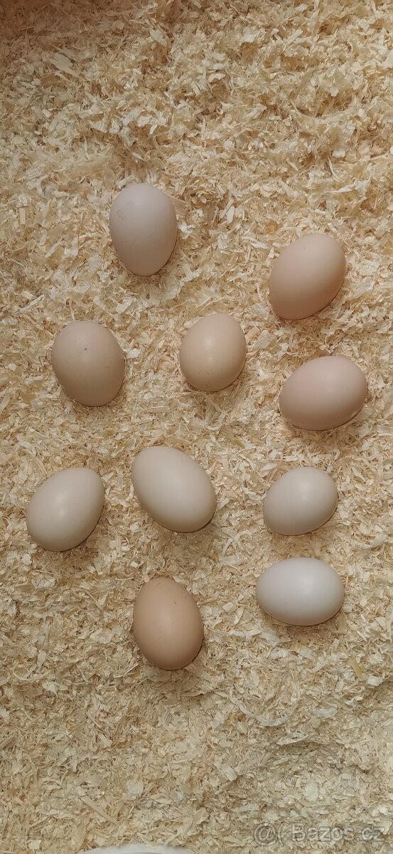 Násadová vajíčka Hedvábničky