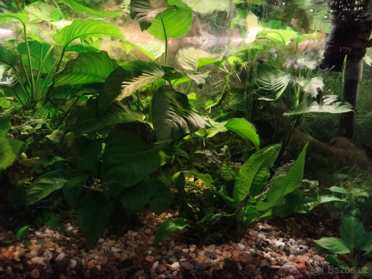 Anubias, Microsorium