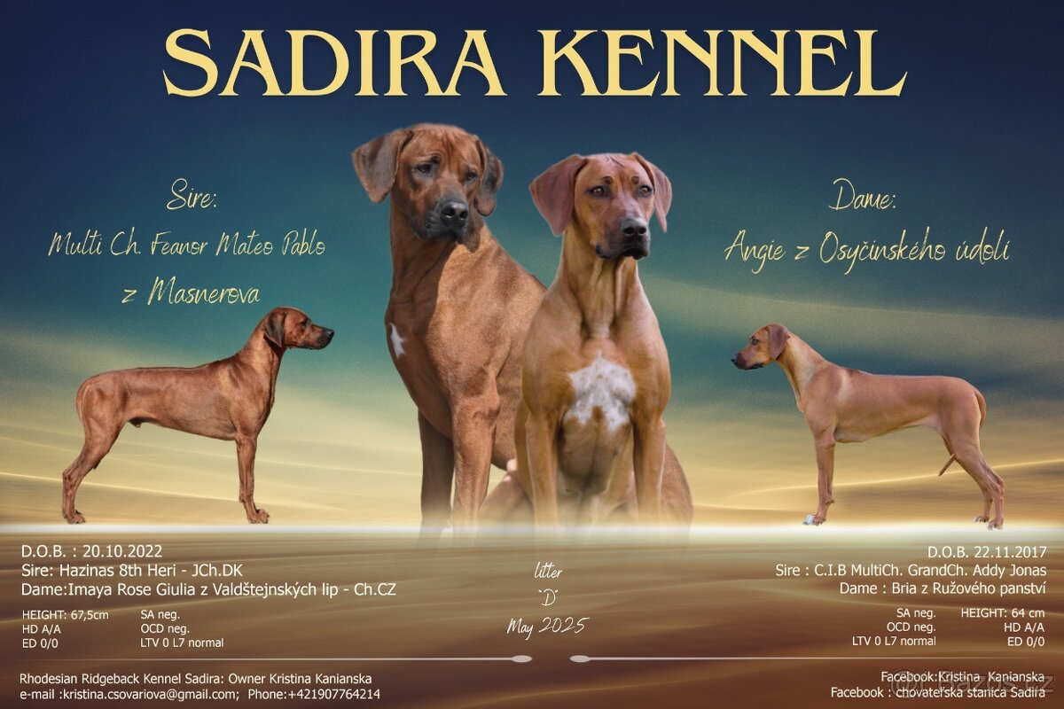 Rodézsky ridgeback s pp