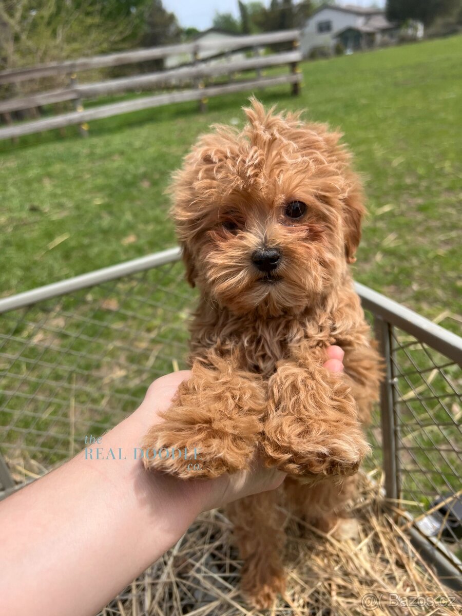 Maltipoo