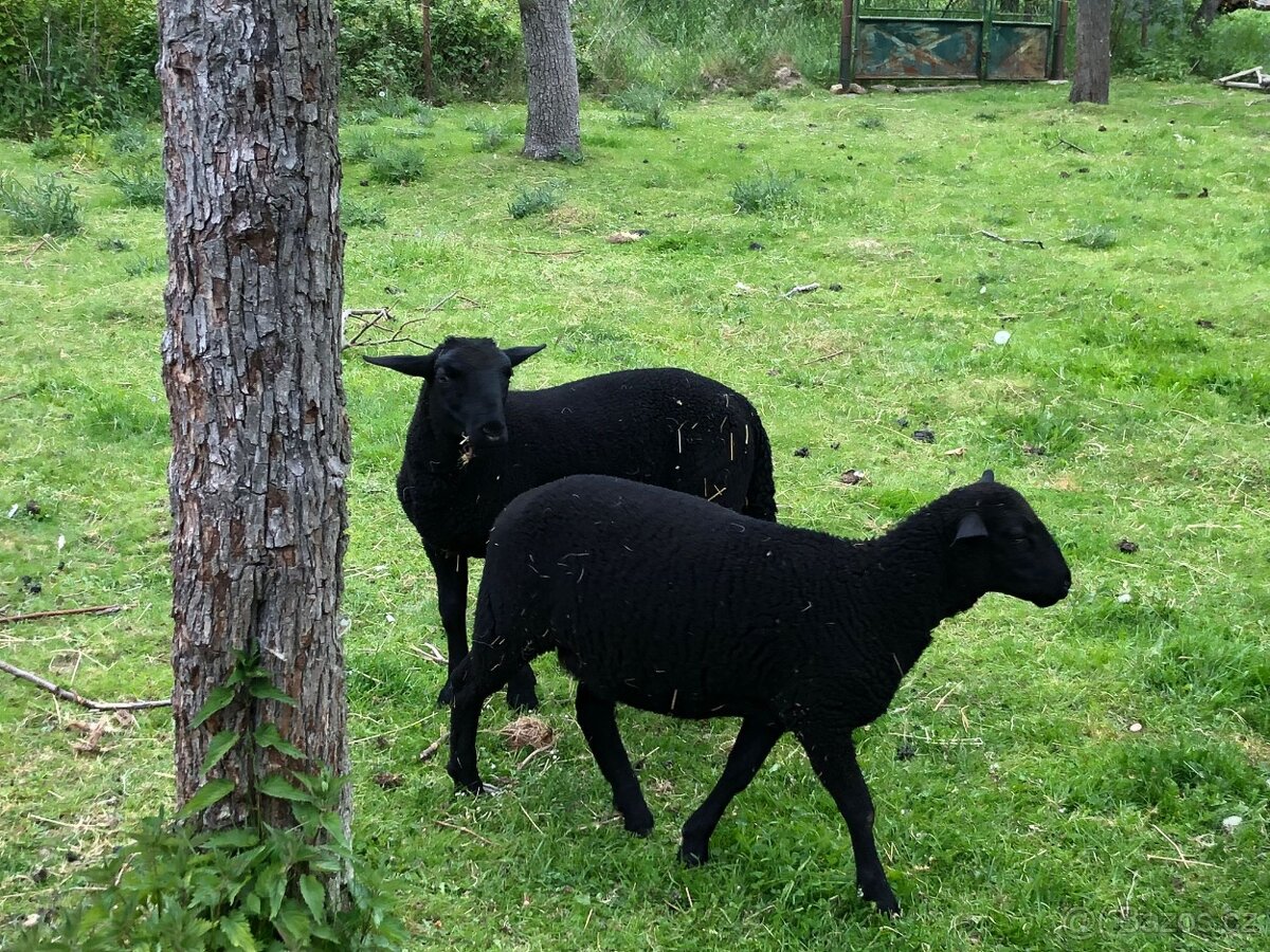 jehňata