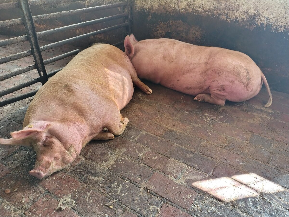Vykrmená prasata možný dovoz