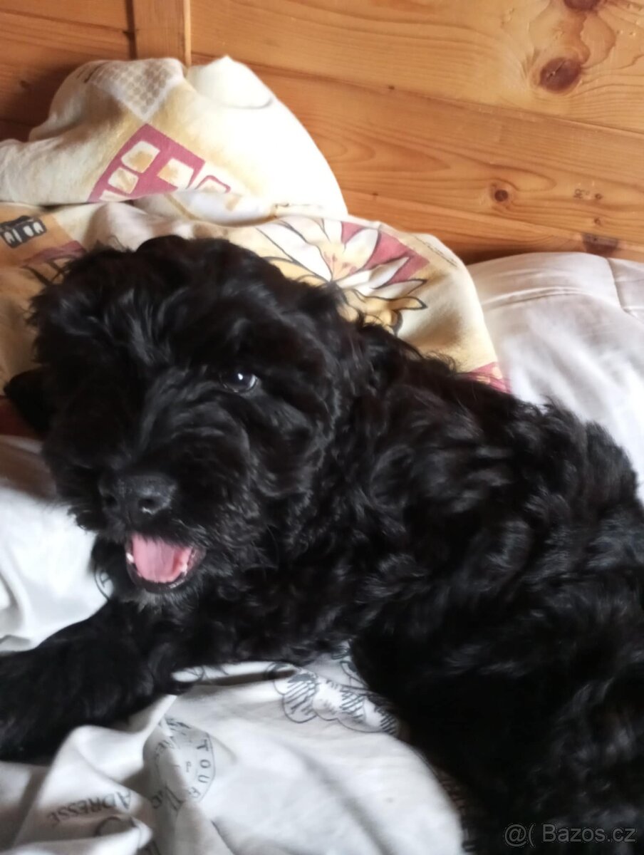 Prodám kříženec kokršpaněl, labrador
