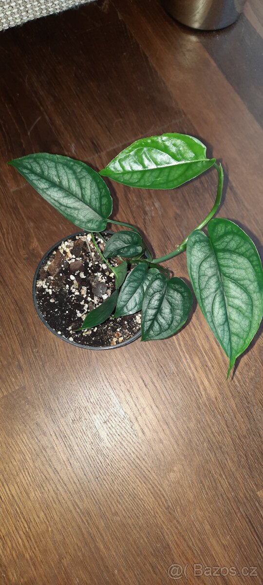 Monstera siltepecana