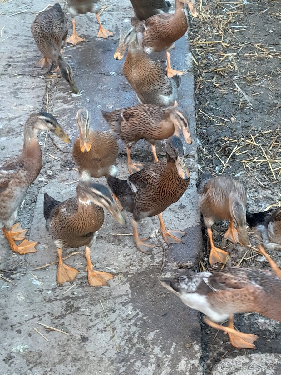 Indicky běžec