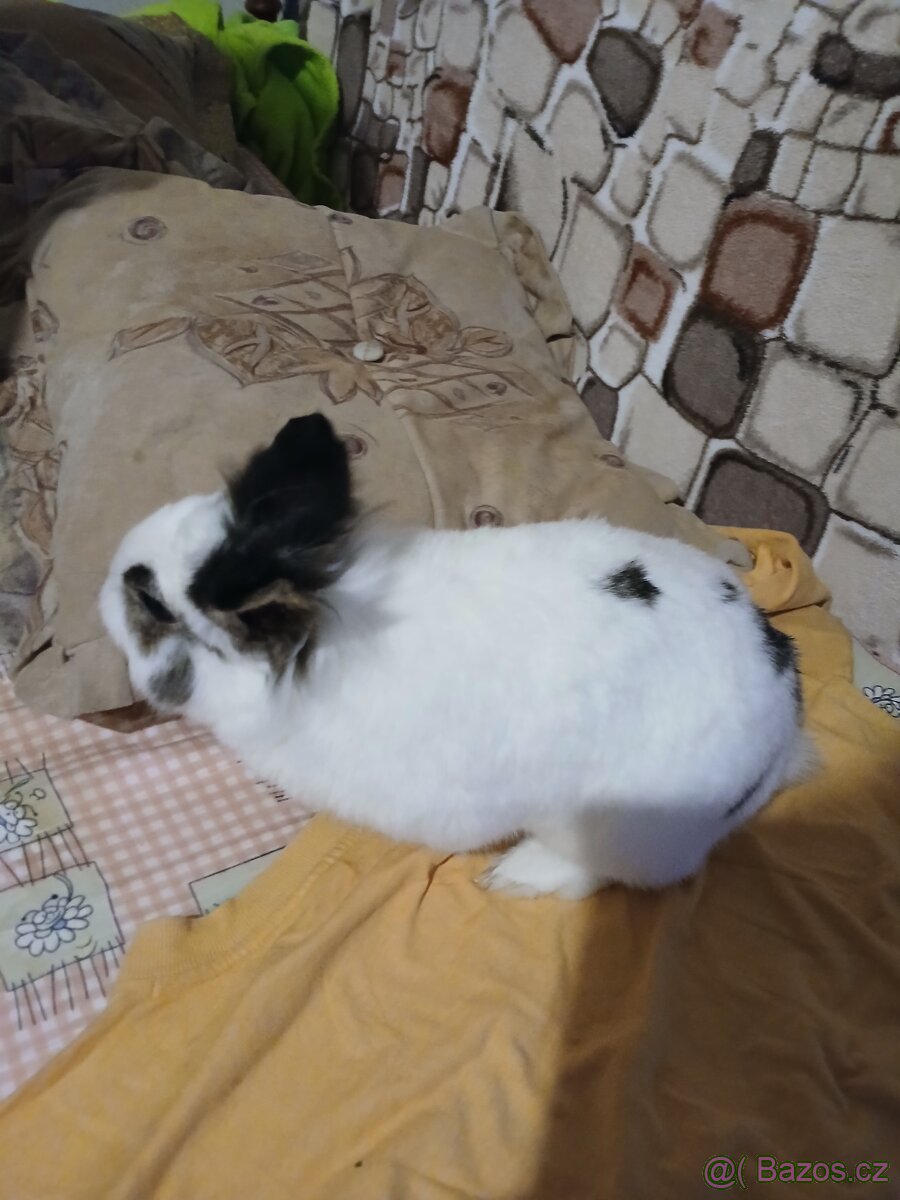 Daruji zakrslého králíka