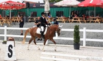 Golden Deisy - 14-ti letá klisna WPBr