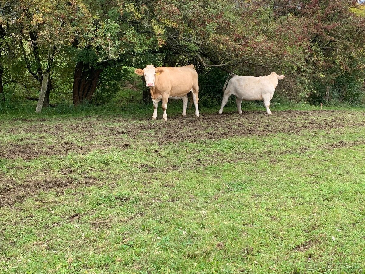 Zástav jalovičky, býčci