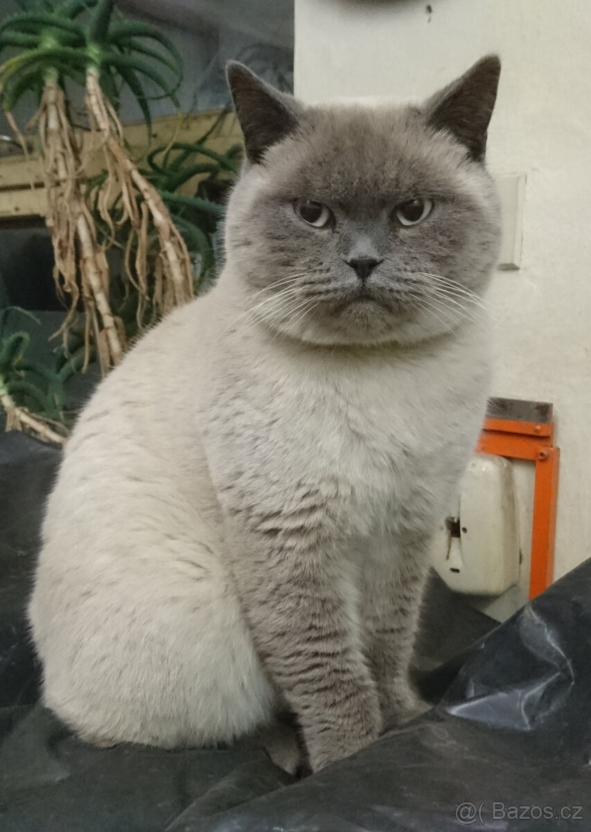 Britský kocour ke krytí