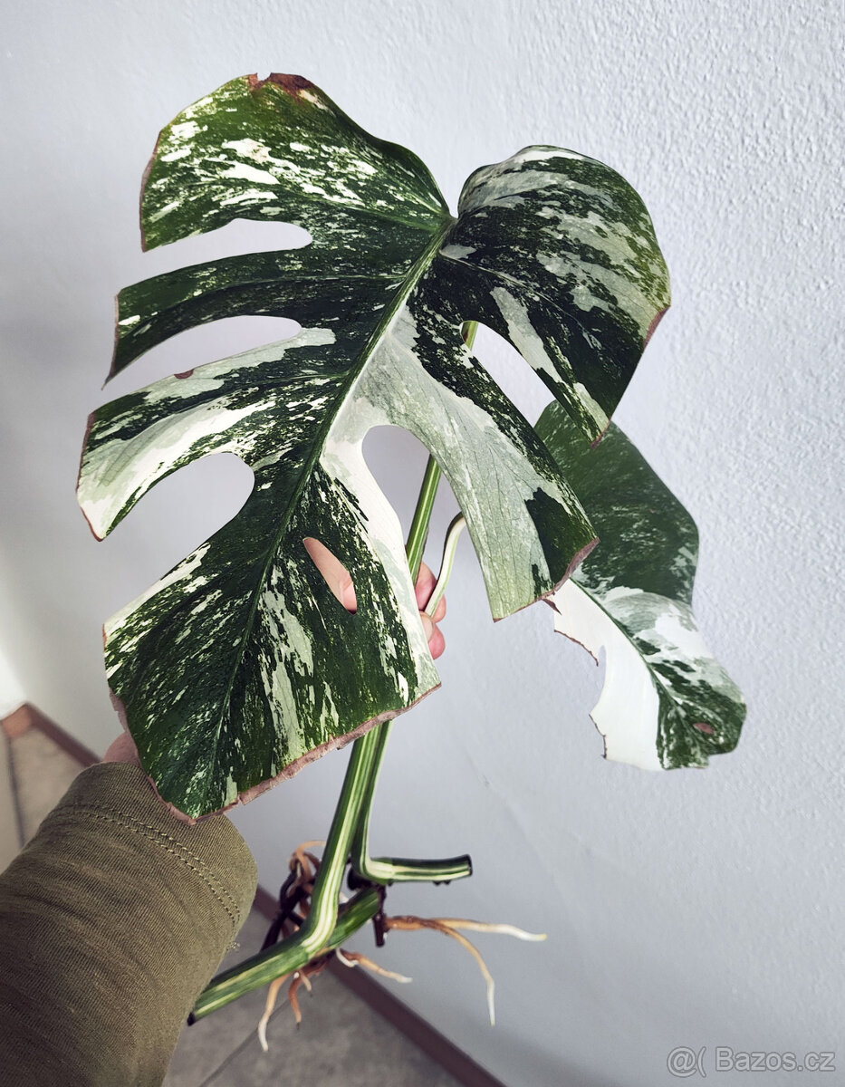 Monstera Albo – zakořeněné řízky s růstovým bodem - 2ks