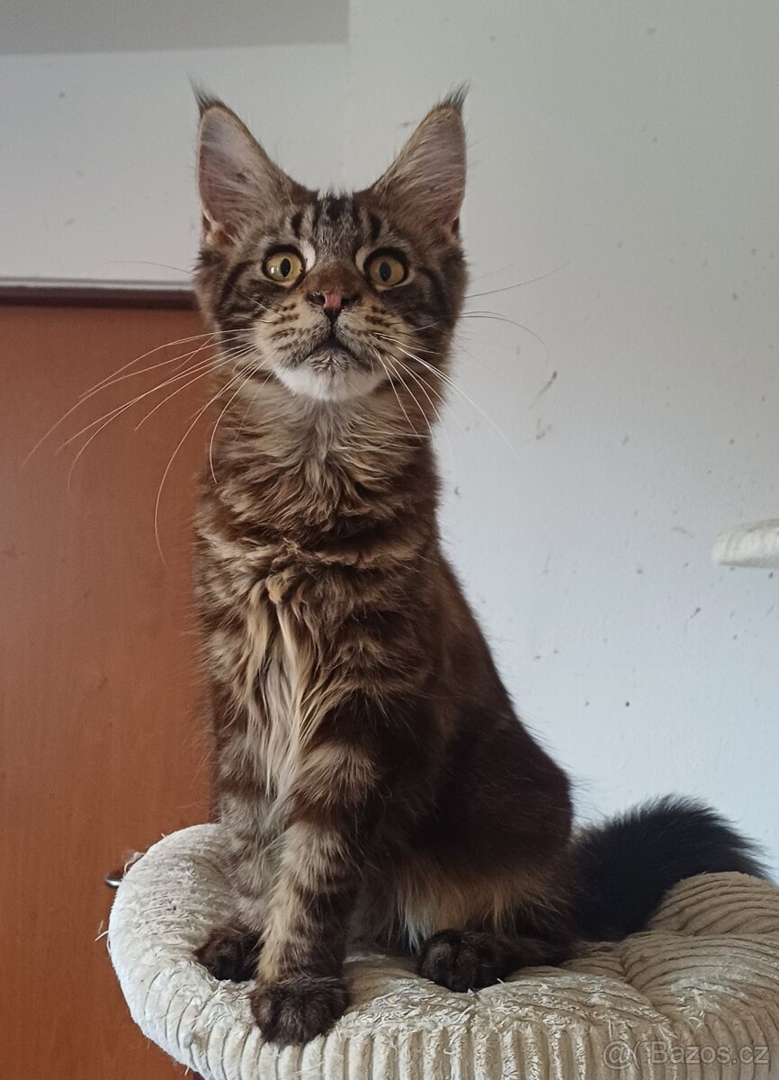 Mainský mývalí kocourek Shaman