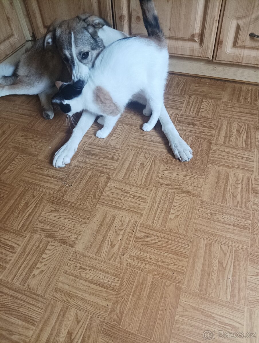 Koťátka
