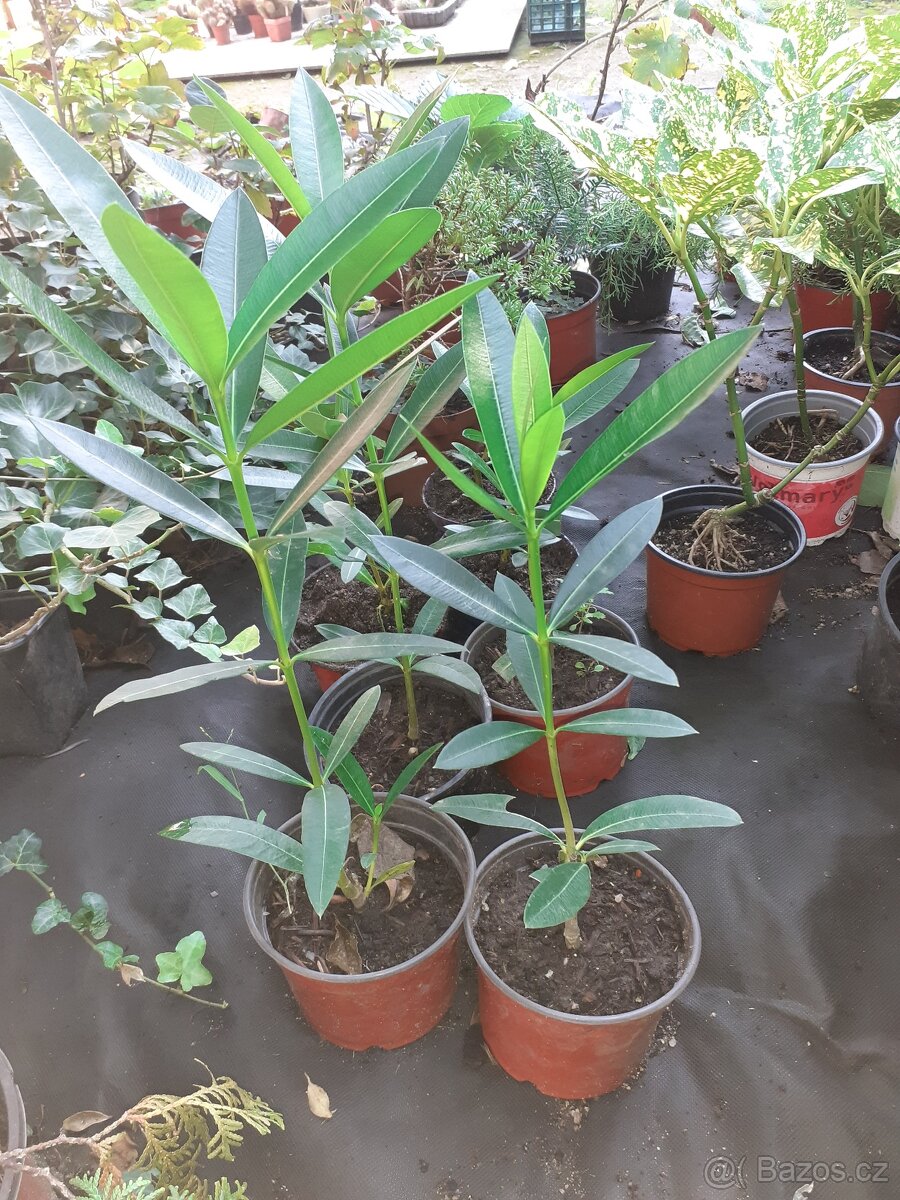 Oleandr