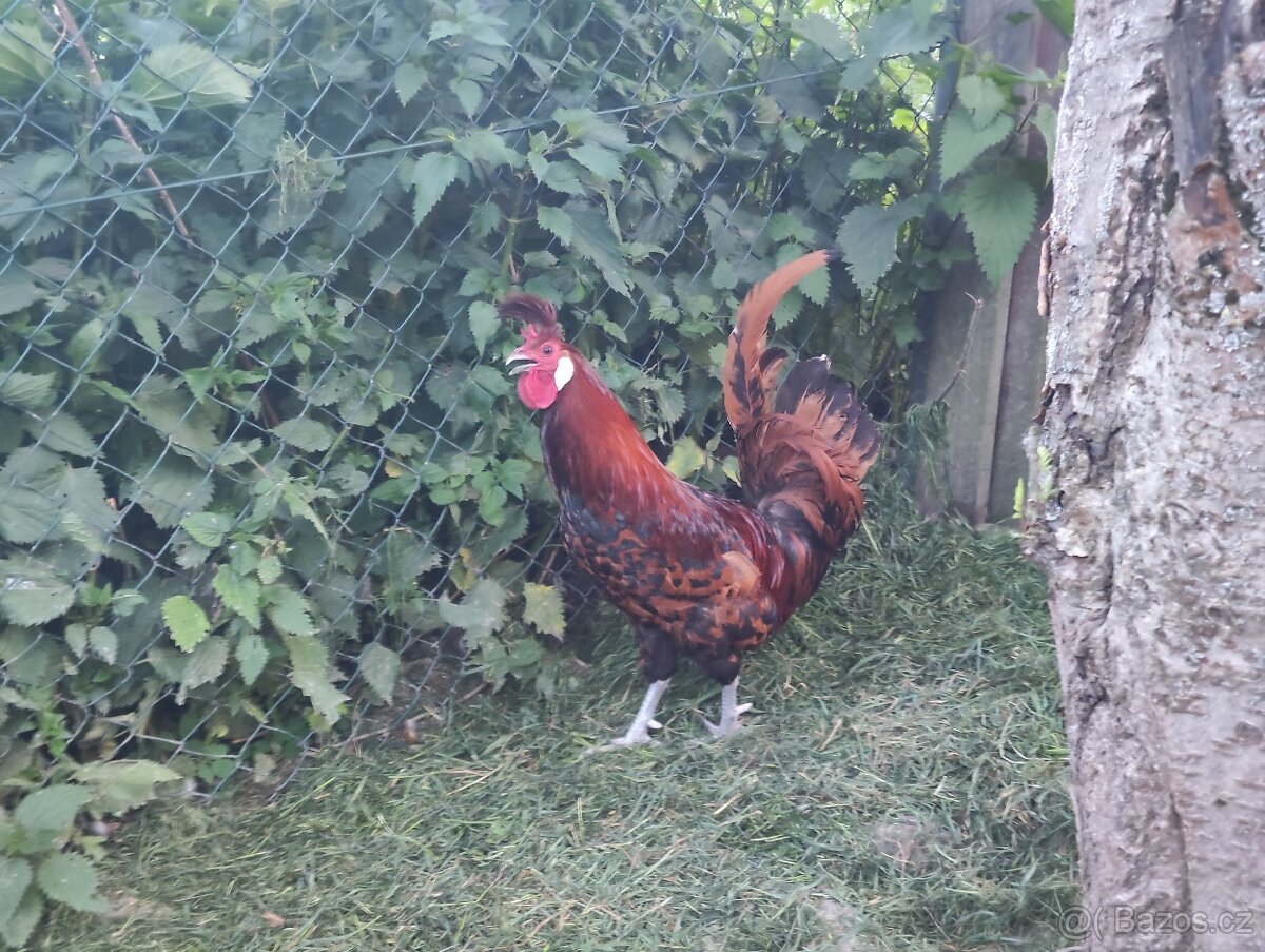Apencelský chocholáč kohouti