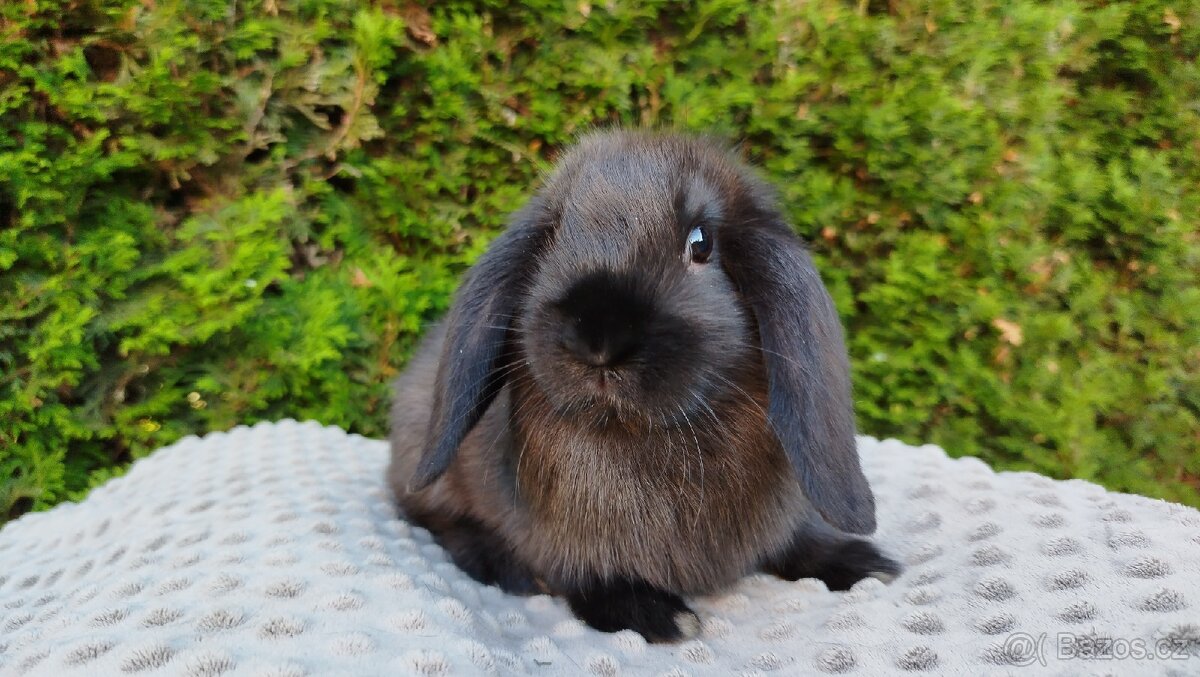 Zakrslý beránek, králíček, králík - PEGAS