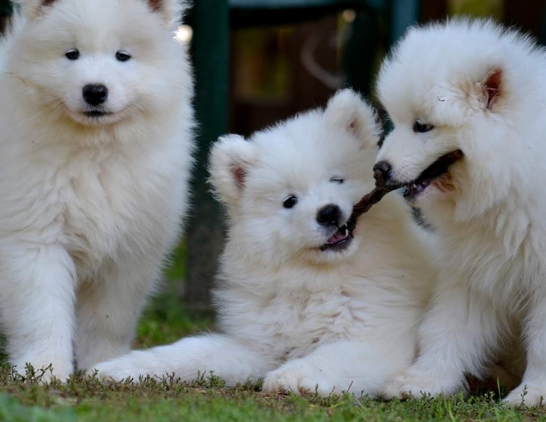 Samojed s FCI PP - LA TORRE ROJA