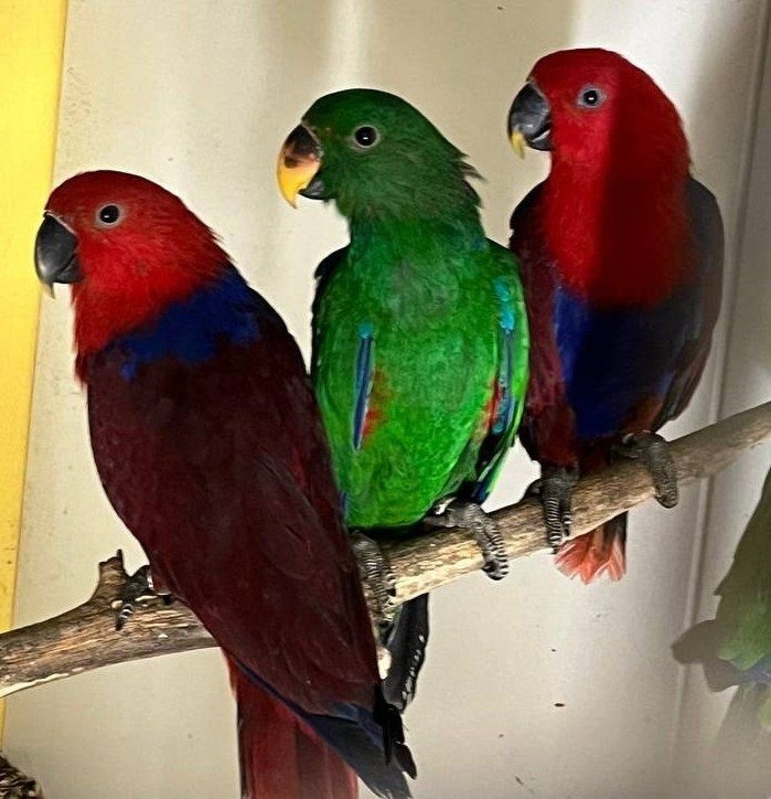 Eklektus polychloros