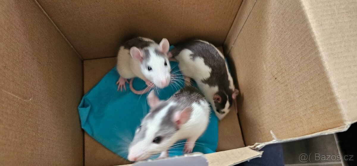 🐭 Zachraňte tři úžasné potkánky – klučíky 🐭