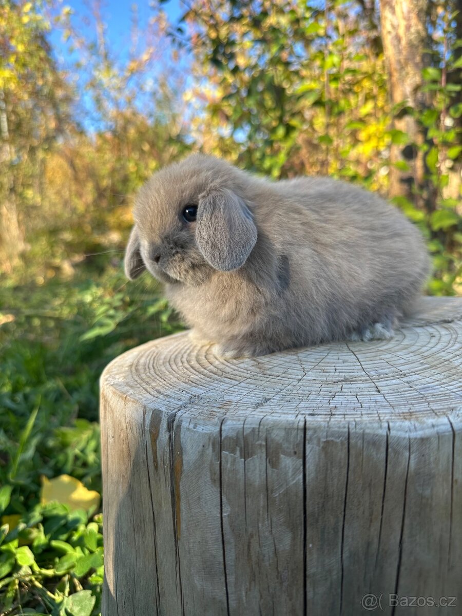 Minilop zakrslý beránek