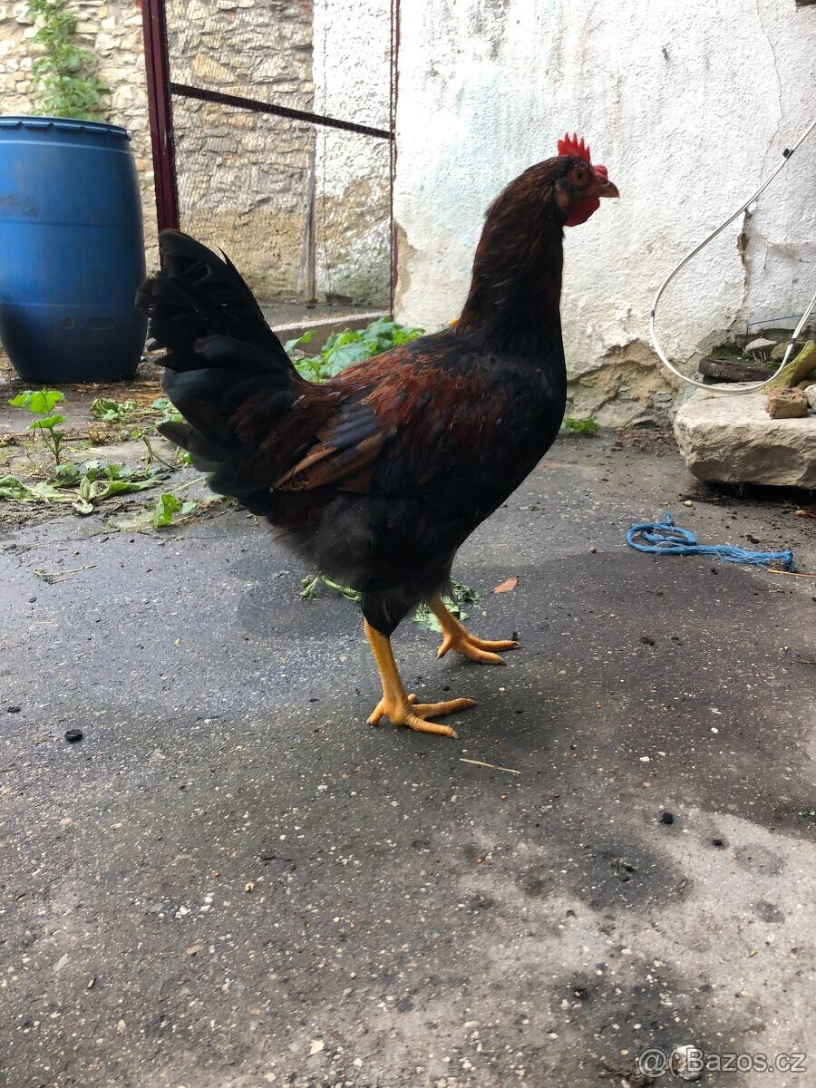 Kohout z domácího chovu