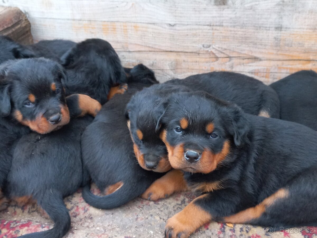 Nabízím rotvajler štěňátka