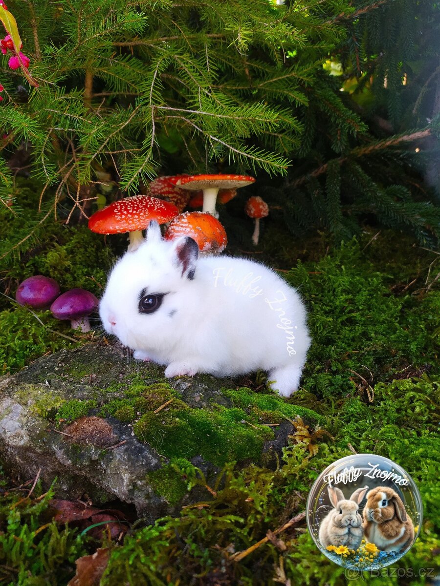 Zakrslí králíčci ze Znojma