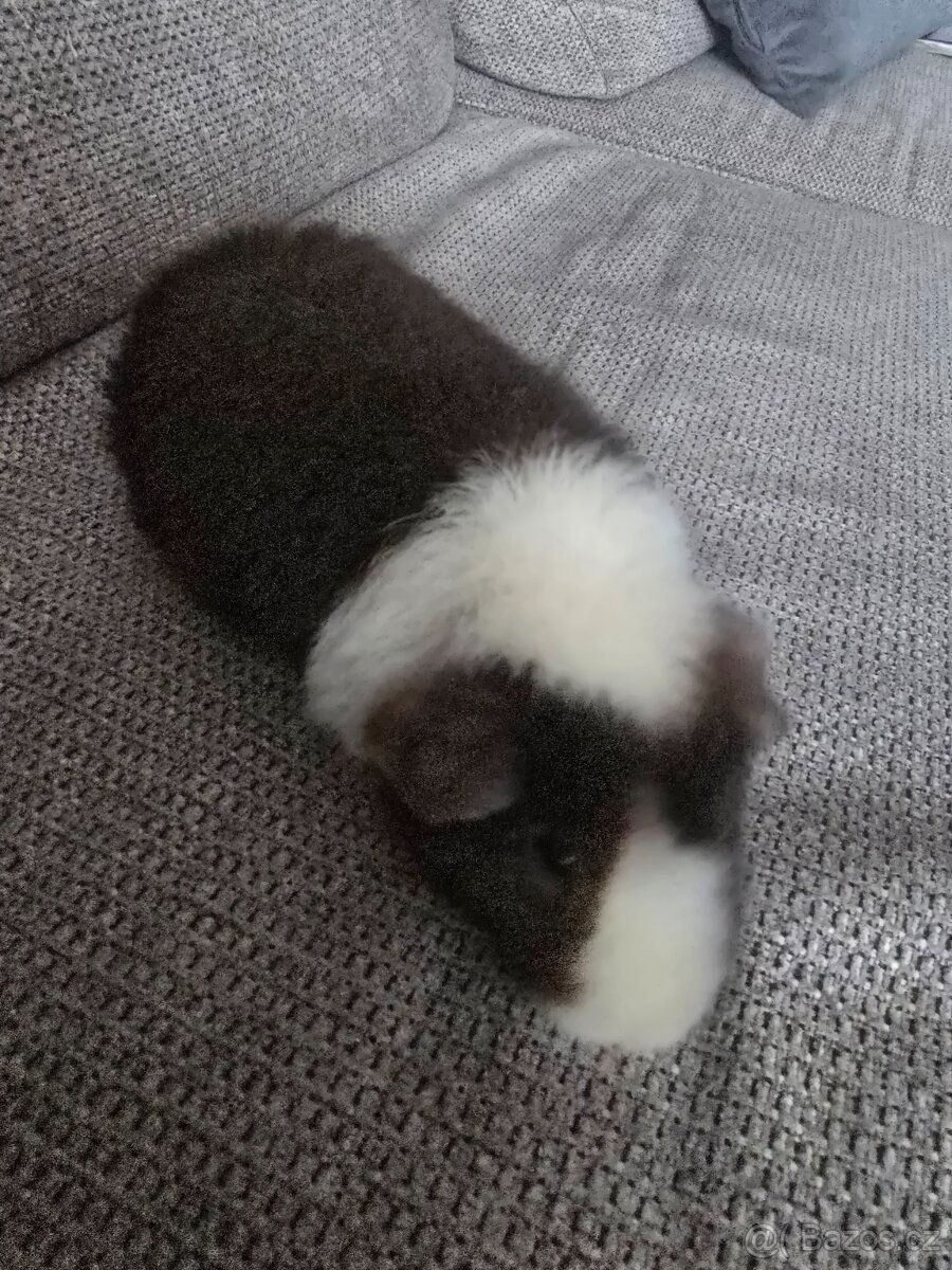 Morce samicka Us tedy