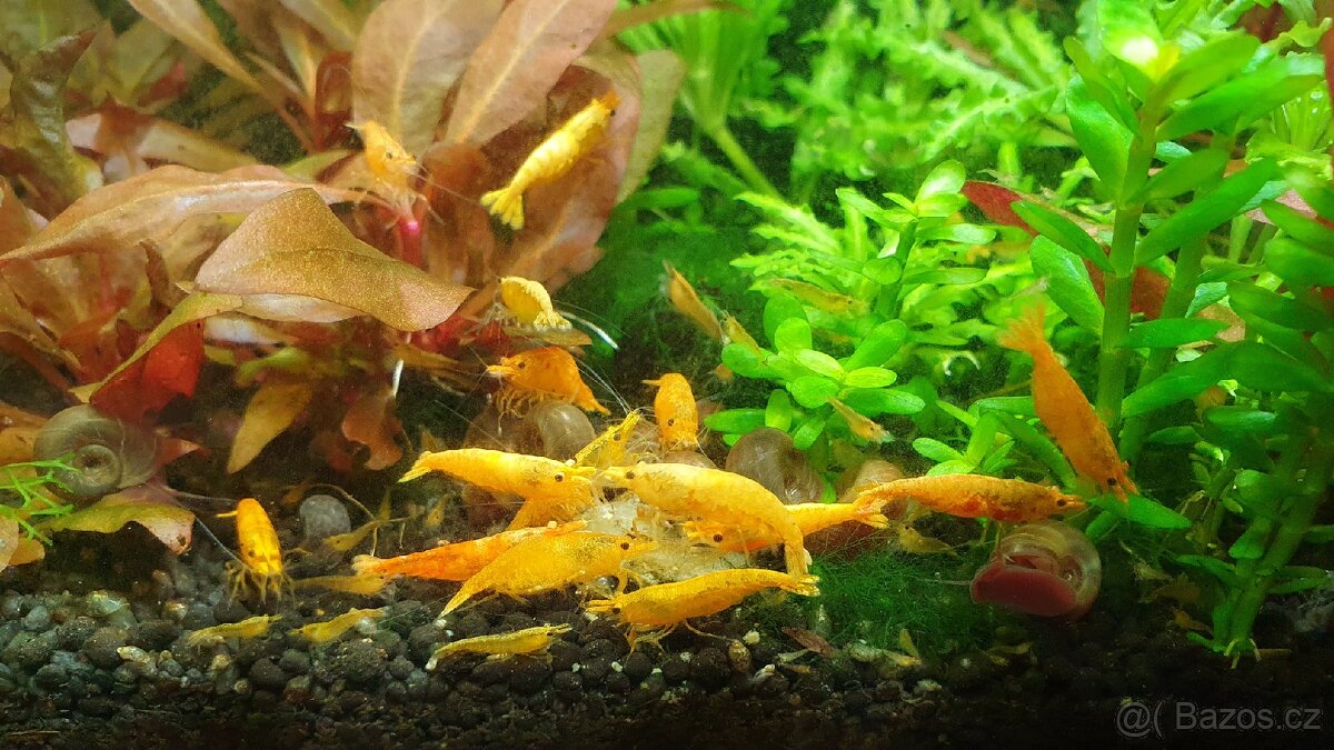 Krevetky Neocaridina Yellow