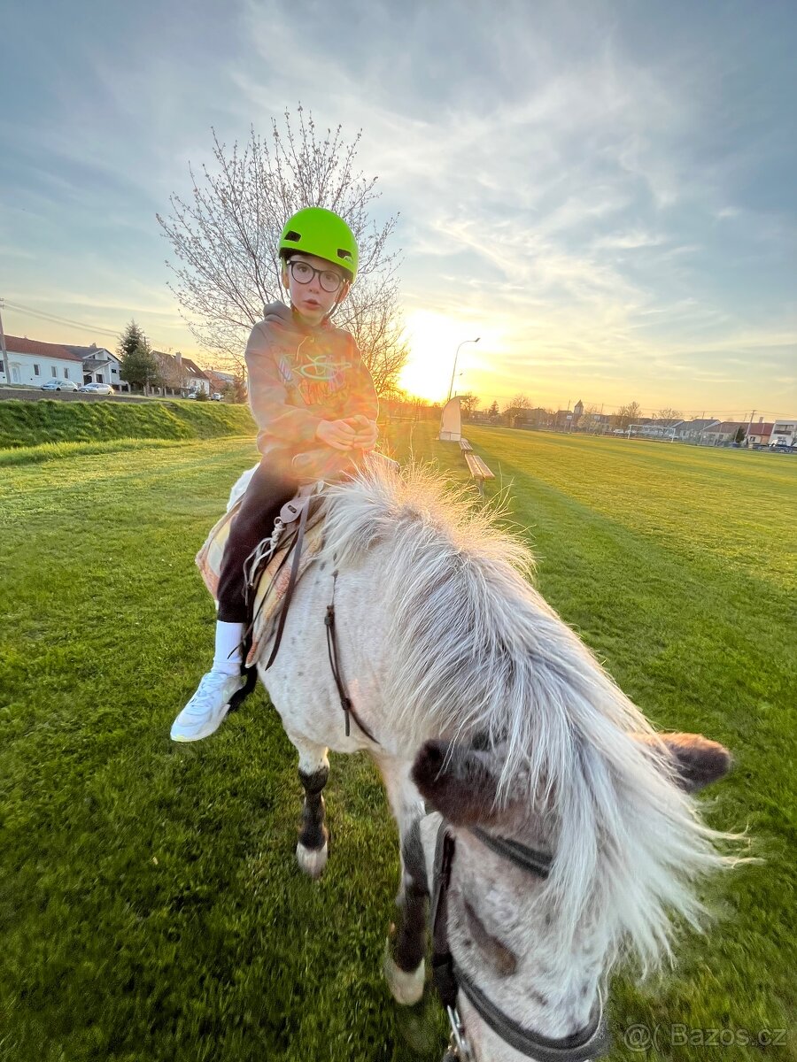 Nabízím docházku k poníkovi