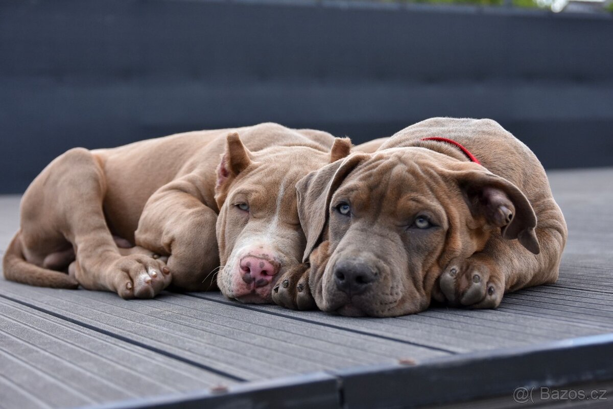 American Bully šteniatka s pp na predaj