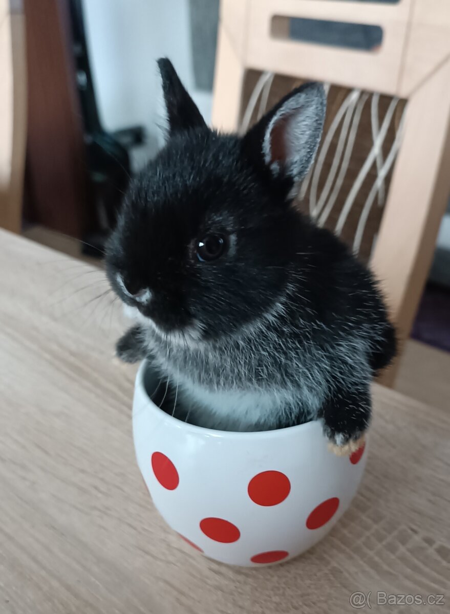 Zakrslý králík bílopesíkatý černý sameček