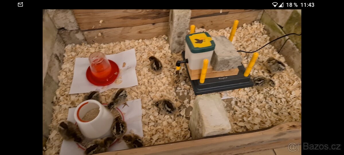 Zapůjčím vše k líhnutí kuřat, líheň, umělou kvočnu, krmítka