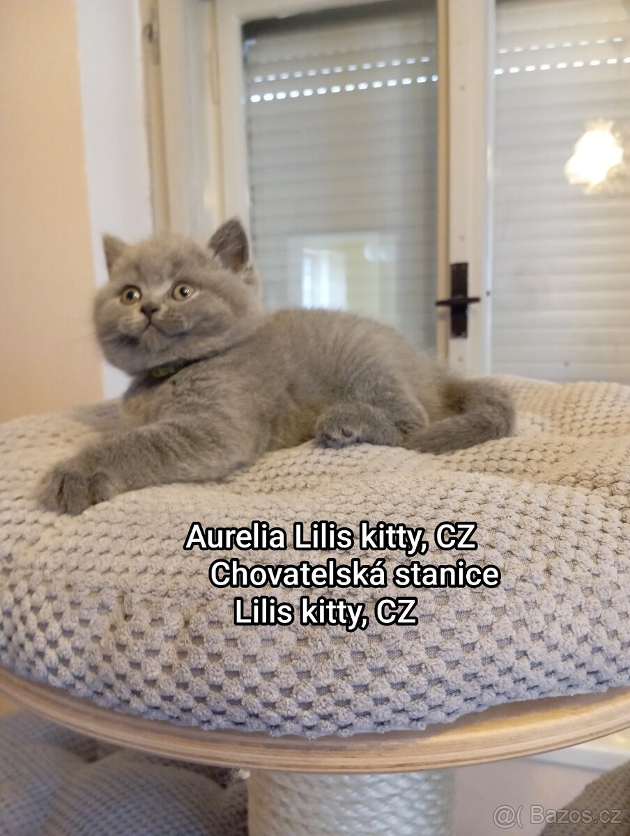 Britská Modrá s Průkazem Původu FIFE