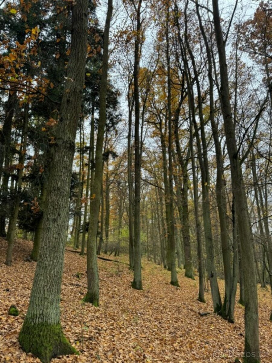 Prodám lesní pozemek v k.ú. Snopoušovy Dolní Lukavice, okres