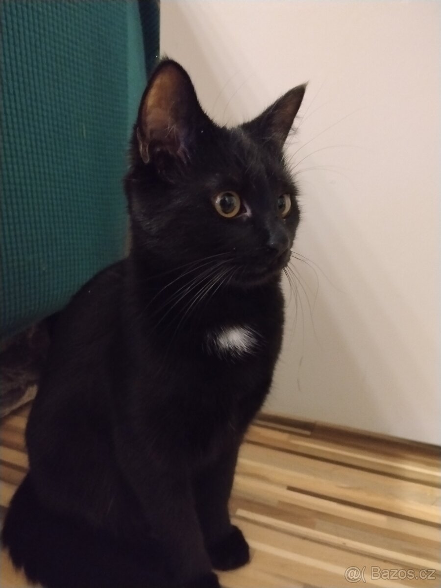 Daruji tuto nalezenou kočičí krásku