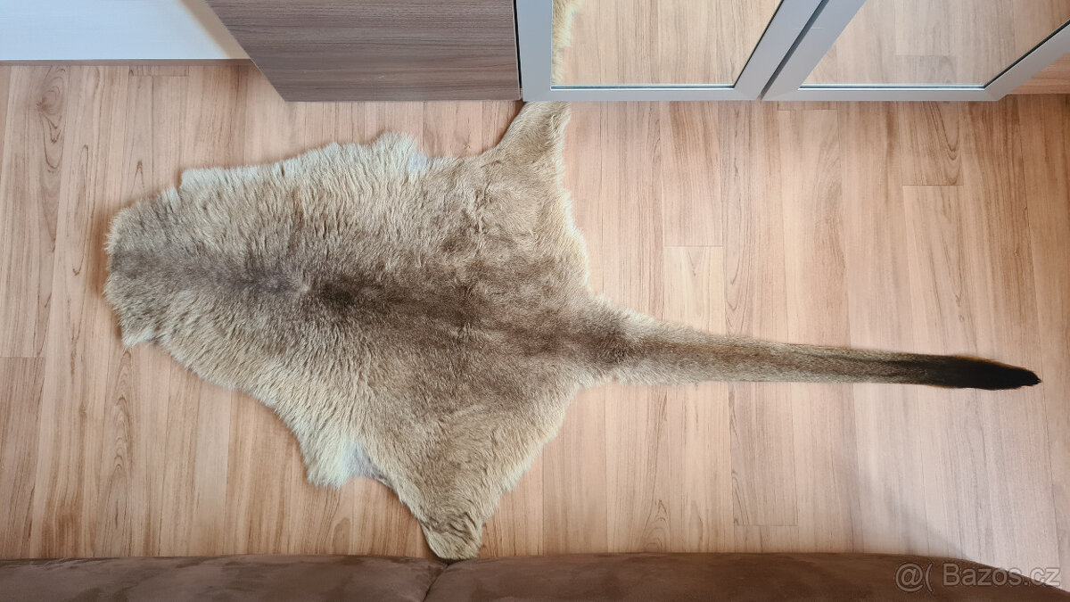 Pravá klokaní kožešina z Austrálie (3)