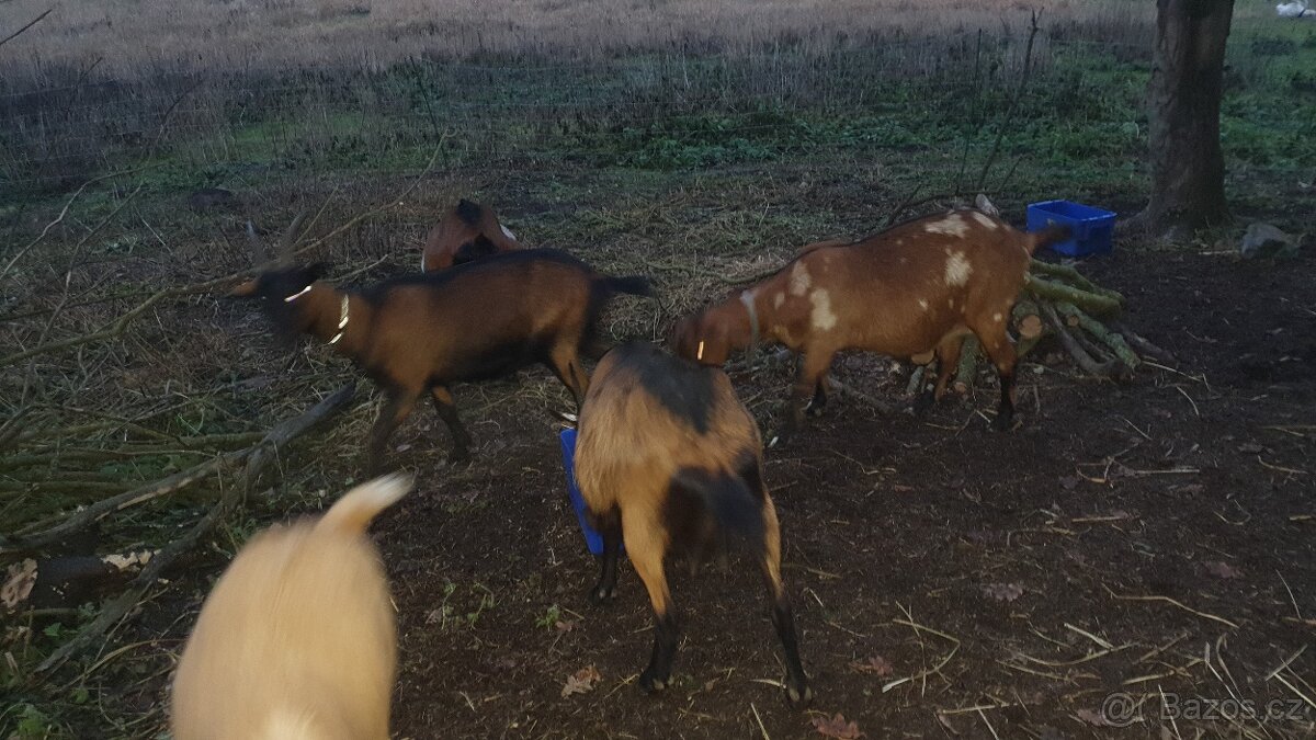 Březí kozy + kozlik stado 9ks