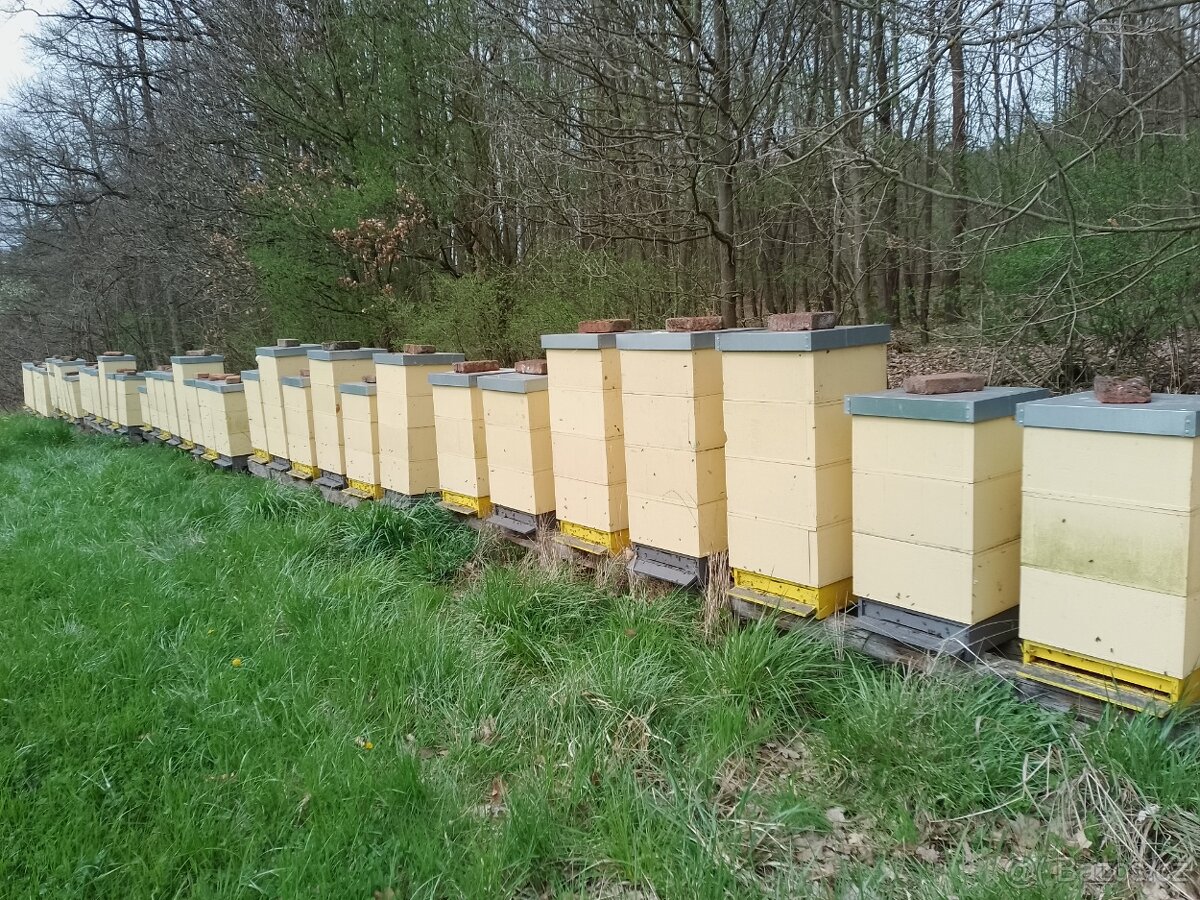 Vyzimovana včelstva, oddělky