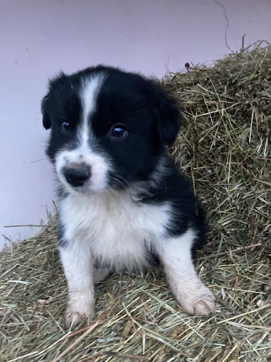 Prodám psa Border kolie