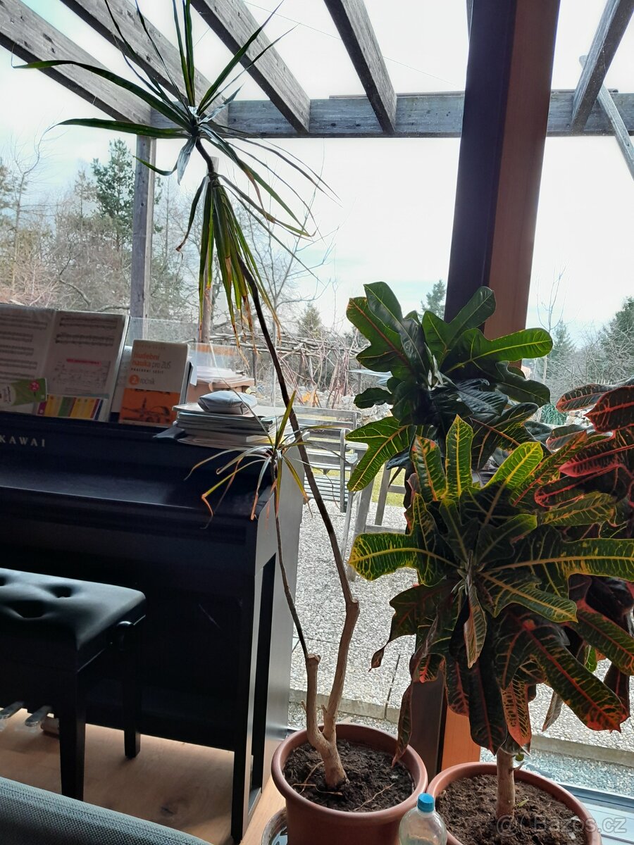 Dracaena výška 190 cm