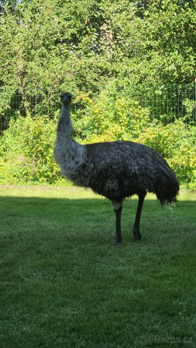 Pštros Emu
